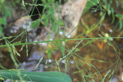 Panicum dichotomiflorum dichotomiflorum