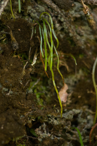 Schizaea robusta