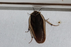 Gynopeltis cryptospila