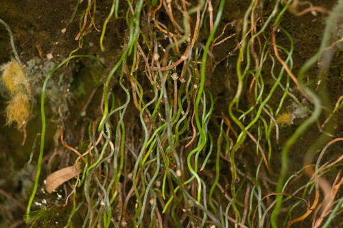 Schizaea robusta