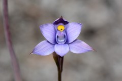 Thelymitra malvina