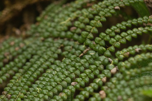Sadleria squarrosa