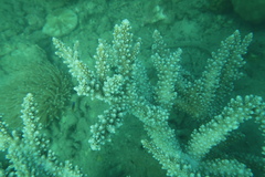 Acropora florida