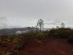 Araucaria rulei