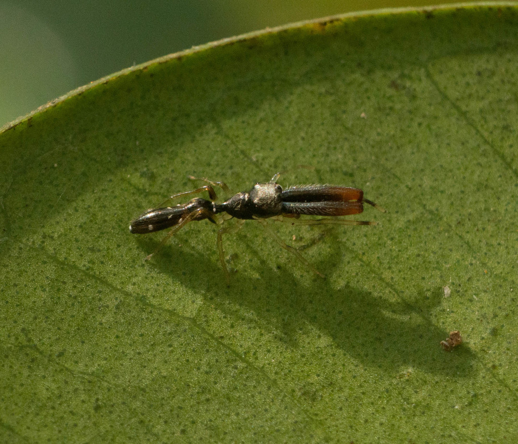 Jumping spider