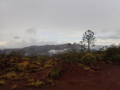 Araucaria rulei