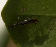 Myrmarachne nigella