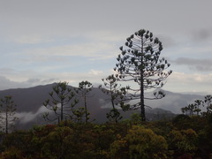 Araucaria rulei