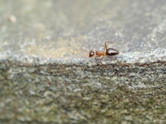 Prenolepis naoroji