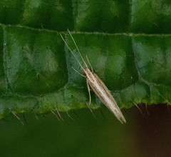 Asymphorodes triaula