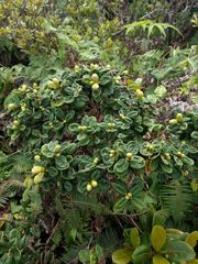 Metrosideros rugosa