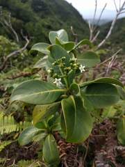 Psychotria mariniana