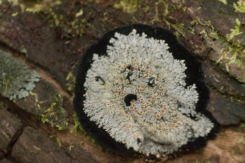 Lepidocollema marianum