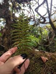 Asplenium contiguum
