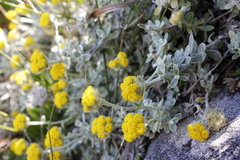Helichrysum capense