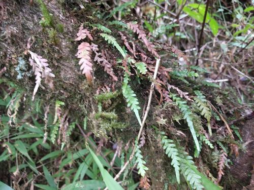 Graceful kihifern (Adenophorus pinnatifidus)