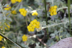 Helichrysum capense