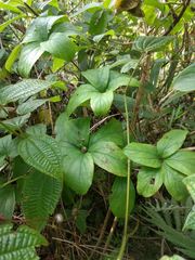 Dioscorea pentaphylla