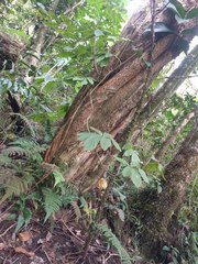 Dioscorea pentaphylla