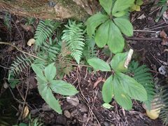 Dioscorea pentaphylla