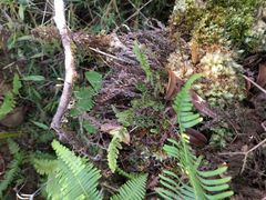 Adenophorus tamariscinus