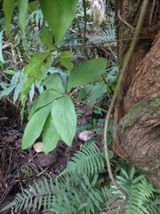 Dioscorea pentaphylla