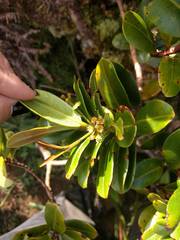 Syzygium sandwicense