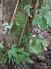 Dioscorea pentaphylla