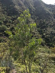Citharexylum caudatum