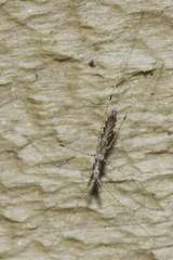 Ploiaria antipodum