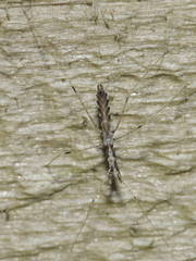 Ploiaria antipodum