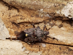 Eocanthecona thomsoni