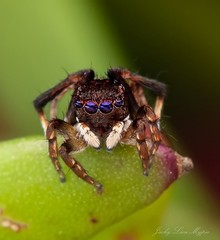 Maratus nigromaculatus