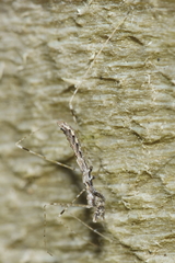 Ploiaria antipodum
