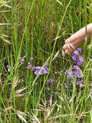 Utricularia beaugleholei