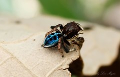Maratus nigromaculatus
