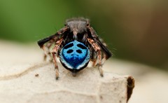 Maratus nigromaculatus