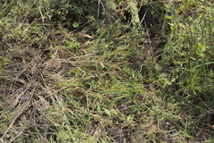 Dichanthelium aciculare