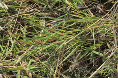 Dichanthelium aciculare