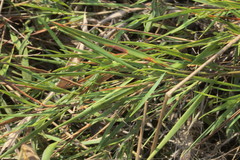 Dichanthelium aciculare