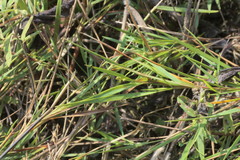 Dichanthelium aciculare