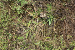 Dichanthelium inflatum