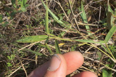Dichanthelium inflatum