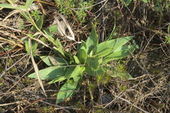 Dichanthelium inflatum