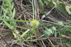 Cyperus echinatus