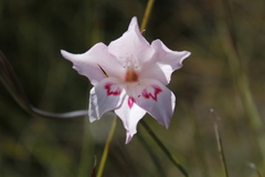 Gladiolus pappei