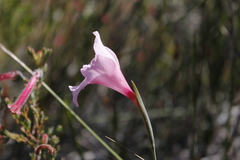 Gladiolus pappei