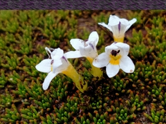 Euphrasia integrifolia