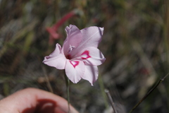 Gladiolus pappei