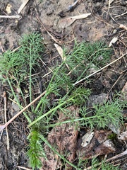 Tripleurospermum inodorum